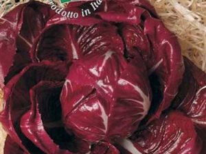 Cicoria rossa di Verona precoce