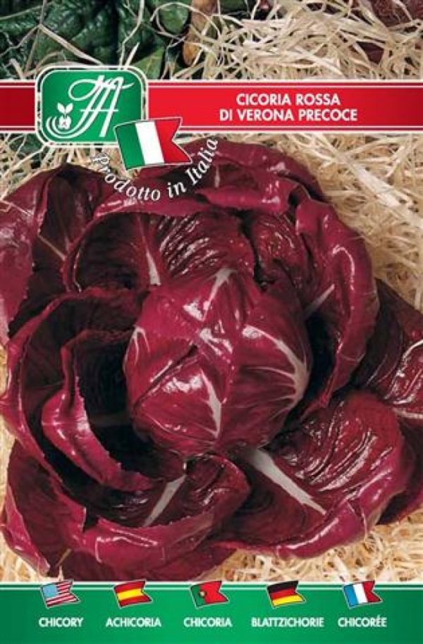 Cicoria rossa di Verona precoce