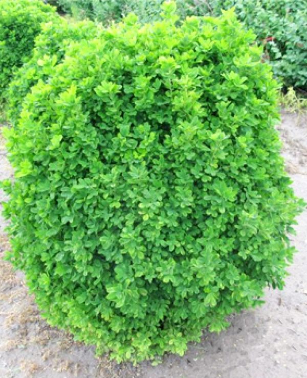 Caragana arborescens