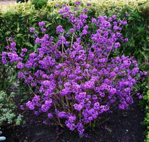 Callicarpa bodinieri Giraldi