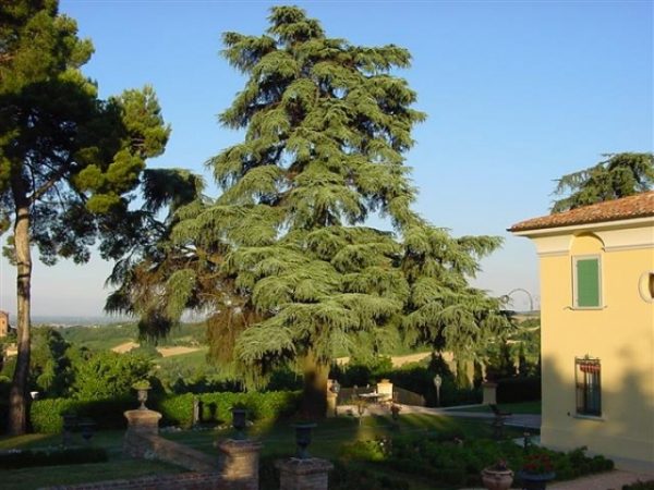 Cedrus libani