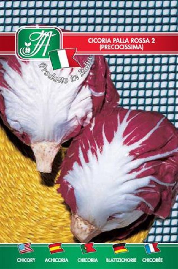 Cicoria palla rossa 2 precocissima