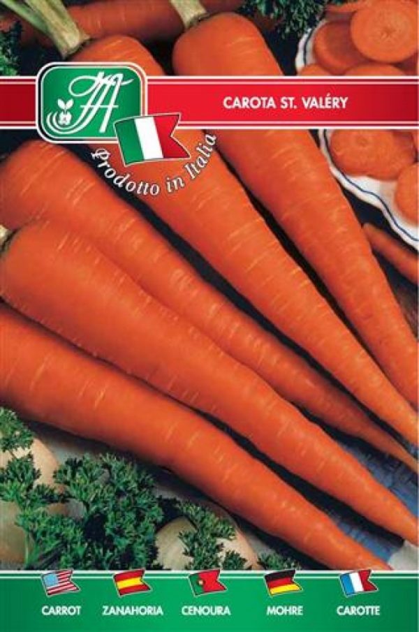 Carota St.Valery
