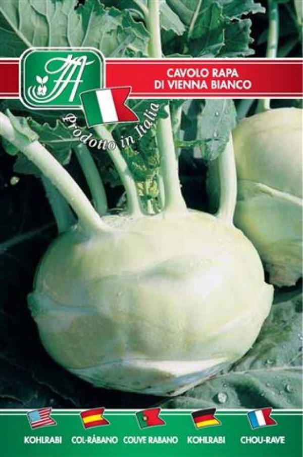 Cavolo rapa di Vienna bianco