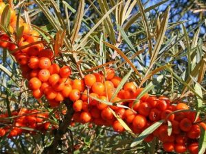 Hippophae rhamnoides