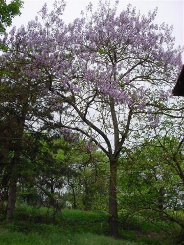 Paulownia tomentosa
