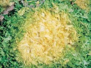 Indivia riccia d'inverno