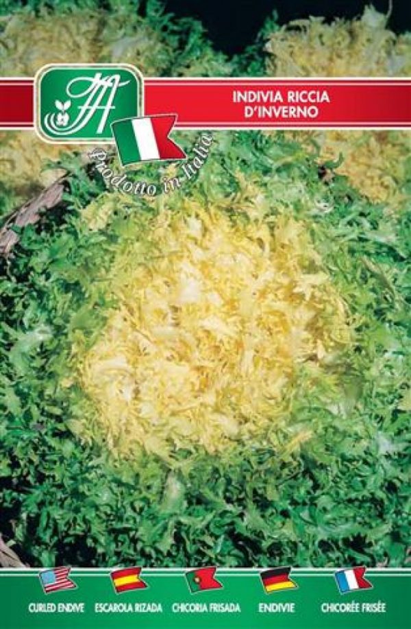 Indivia riccia d'inverno