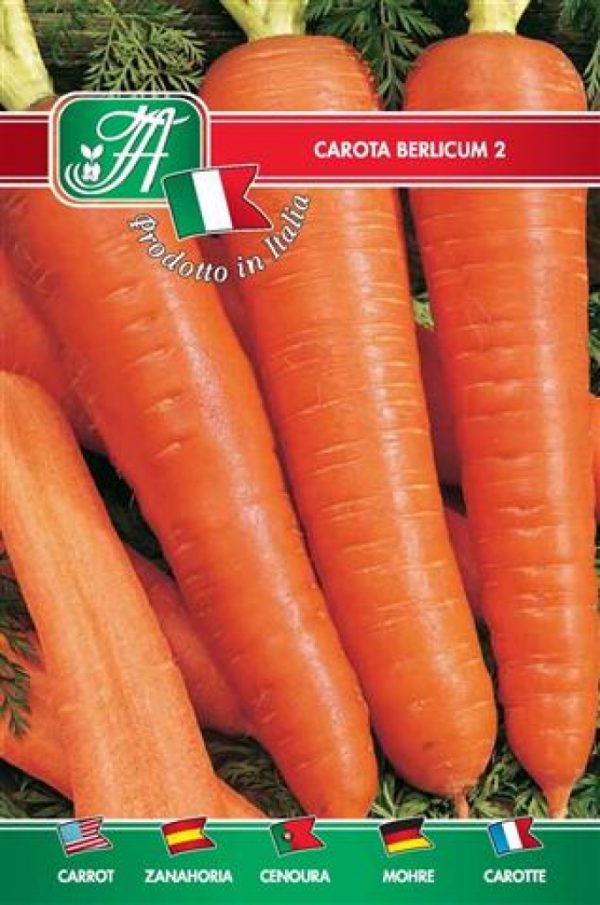 Carota berlicum 2