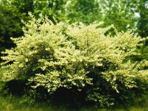 Elaeagnus umbellata
