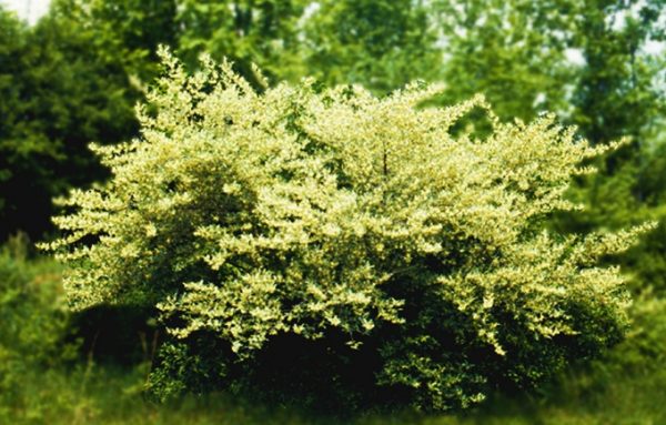 Elaeagnus umbellata