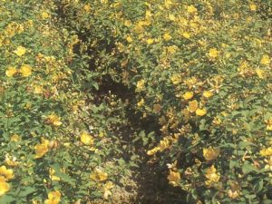 Hypericum calycinum