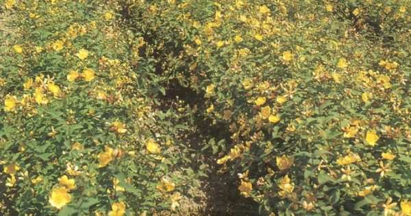 Hypericum calycinum