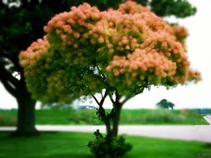 Cotinus coggygria