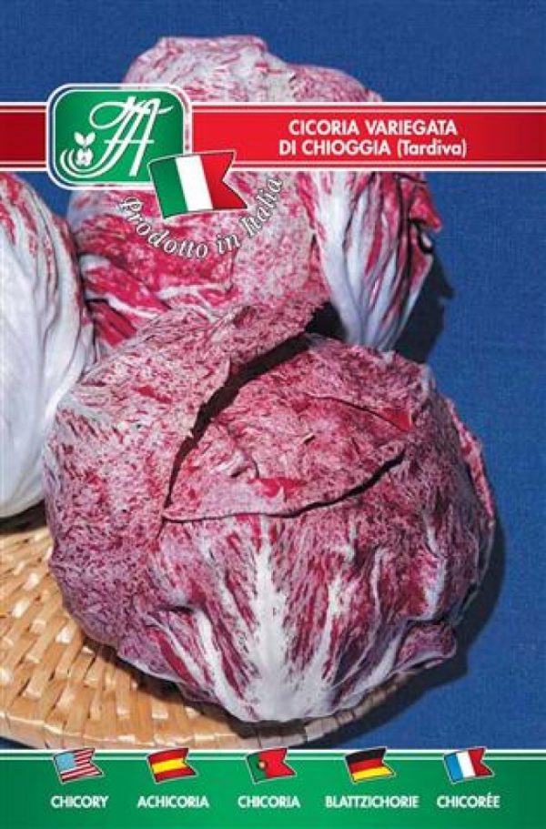 Cicoria variegata di Chioggia