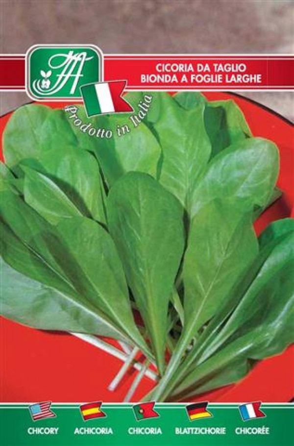Cicoria da taglio bionda a foglie larghe