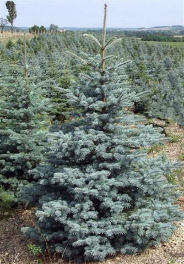 Picea punges Glauca