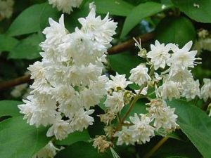 Deutzia scabra