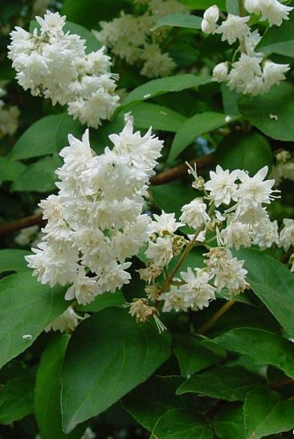 Deutzia scabra