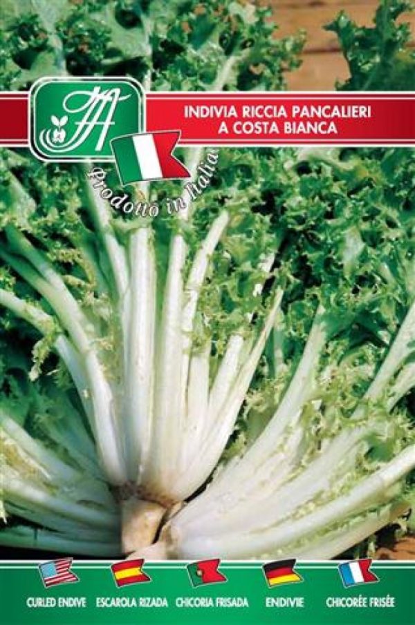 Indivia riccia Pancalieri