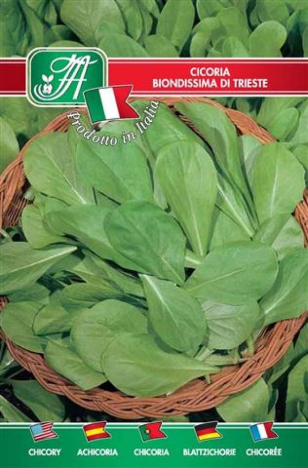 Cicoria biondissima di Trieste