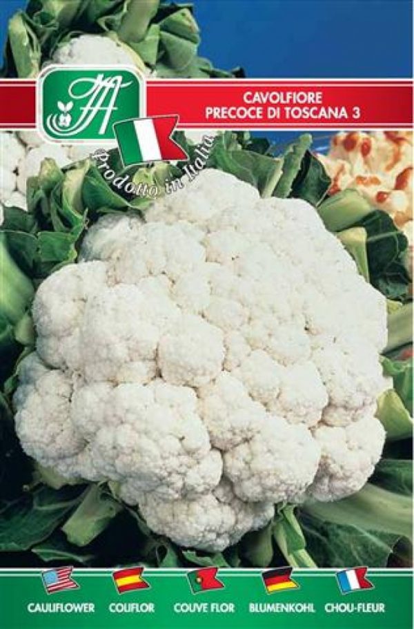 Cavolfiore precoce di Toscana 2