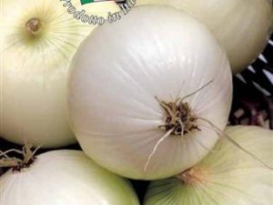 Cipolla bianca di giugno