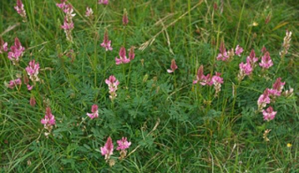 Onobrychis sativa