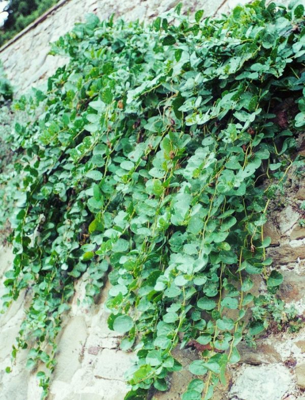 Capparis spinosa