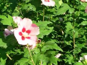 Hibiscus syriacus