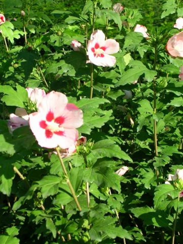 Hibiscus syriacus