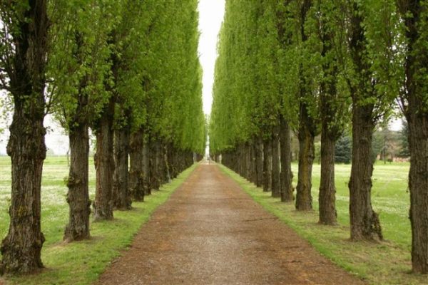 Populus nigra pyramidalis