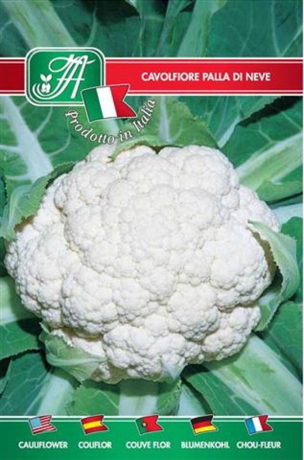 Cavolfiore palla di neve