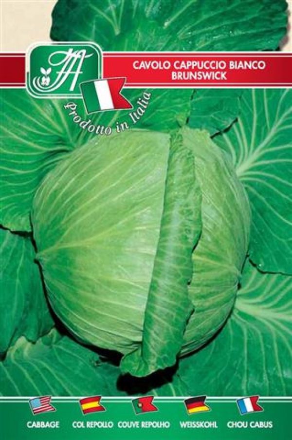Cavolo cappuccio bianco Brunswick
