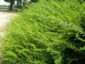 Lonicera nitida Maigrun