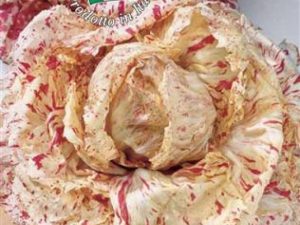 Cicoria variegata Castelfranco di Lusia