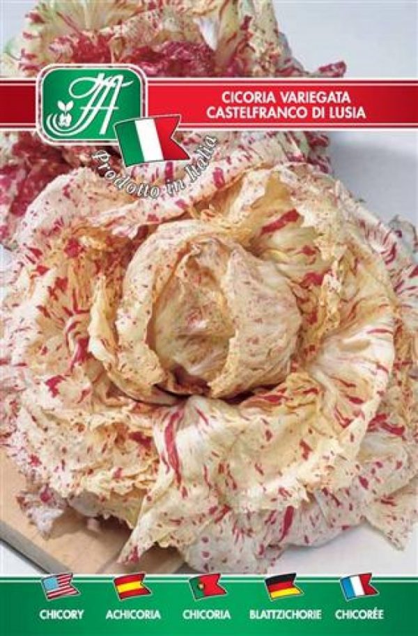 Cicoria variegata Castelfranco di Lusia