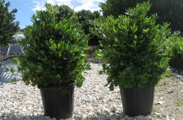 Pittosporum tobira