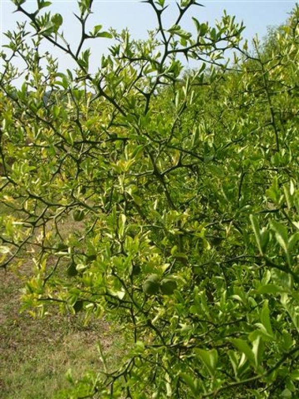 Citrus trifoliata