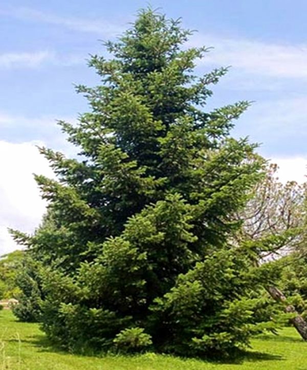 Abies cephalonica
