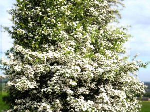 Crataegus monogyna