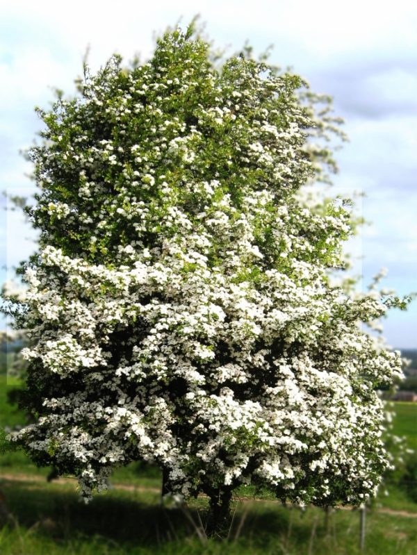 Crataegus monogyna