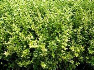 Ligustrum ovalifolium Aureum