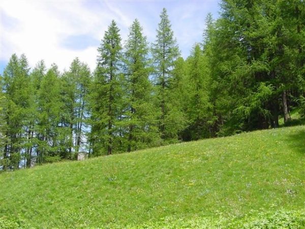 Larix decidua