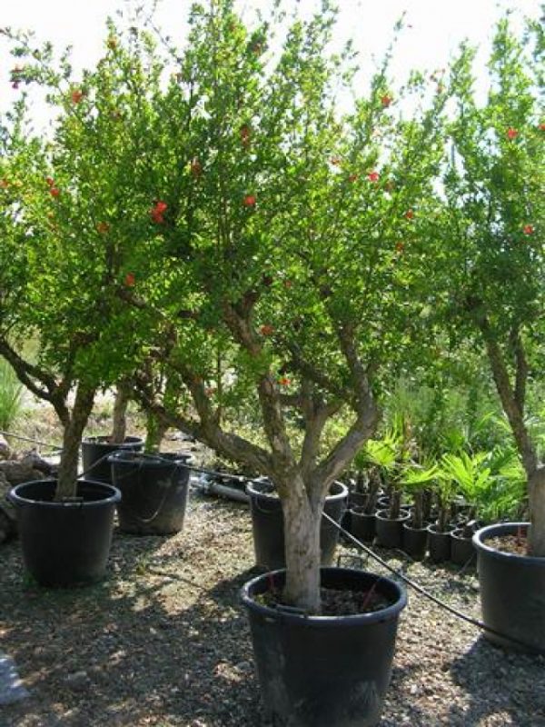 Punica granatum