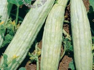 Cetriolo tortarello abruzzese