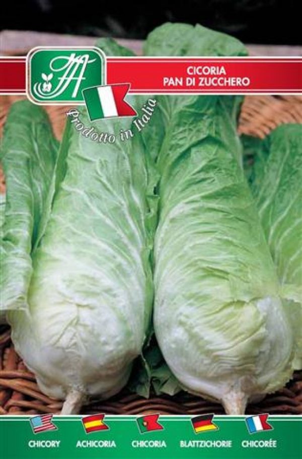Cicoria pan di zucchero