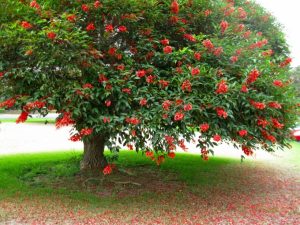 Erythrina christa-galli