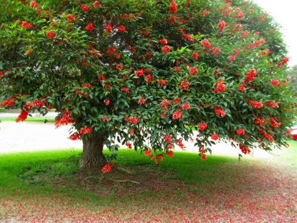 Erythrina christa-galli