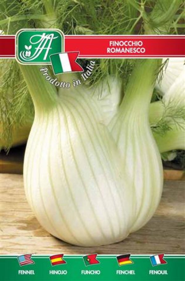 Finocchio romanesco